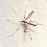 Mosquito