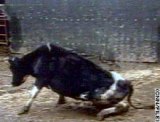Mad Cow
