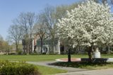 Harvard Yard in Springtime